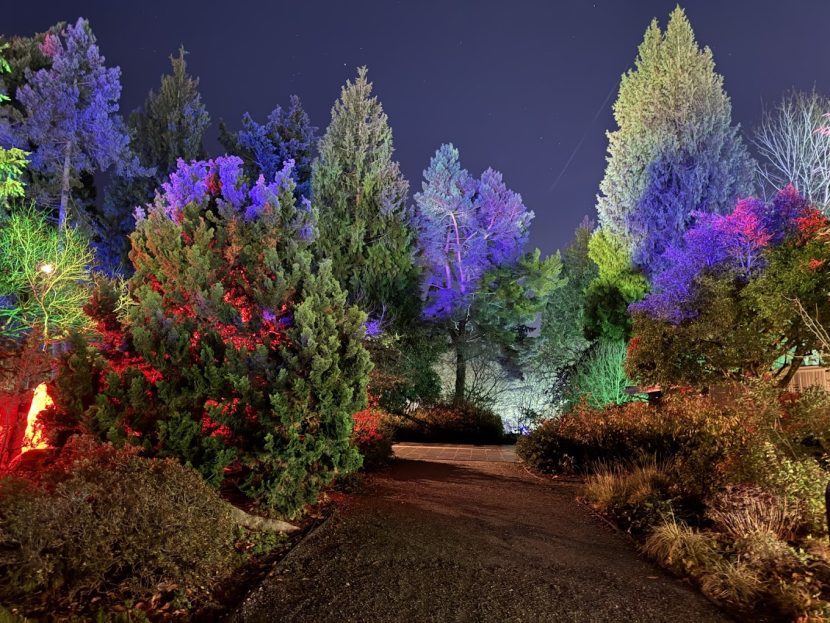 Colorful illuminated trees along a nighttime path at Bellevue Botanical Garden during the Garden d’Lights event.